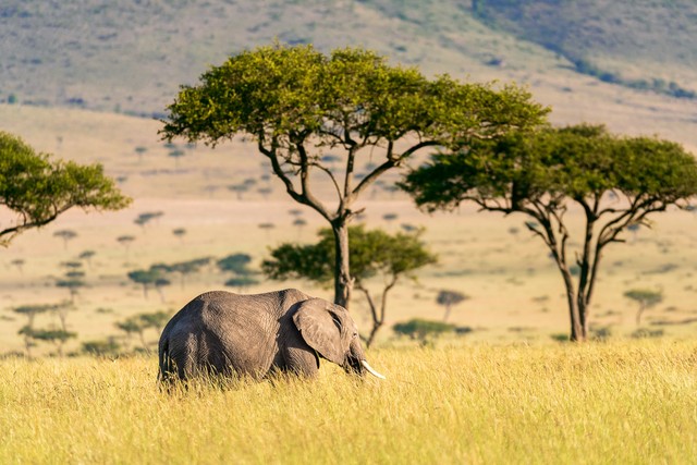 男子用弓射流浪猫其父致歉,男子用弓射流浪猫致歉