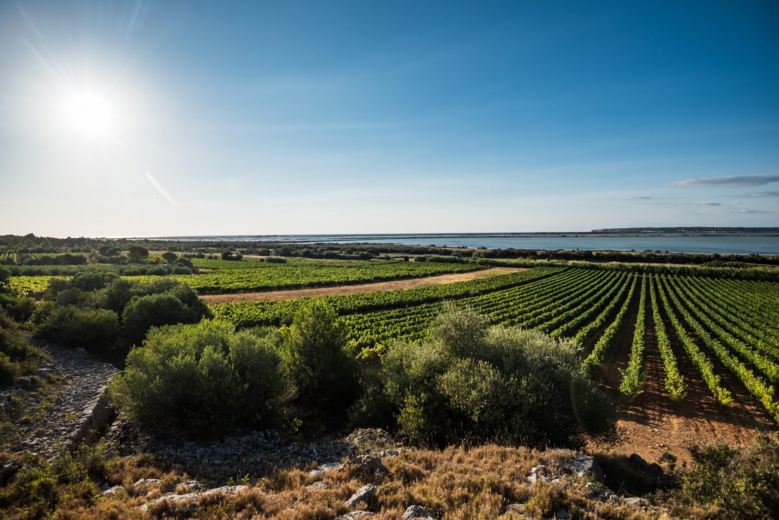 菲图葡萄酒怎么样,菲图精选干红葡萄酒