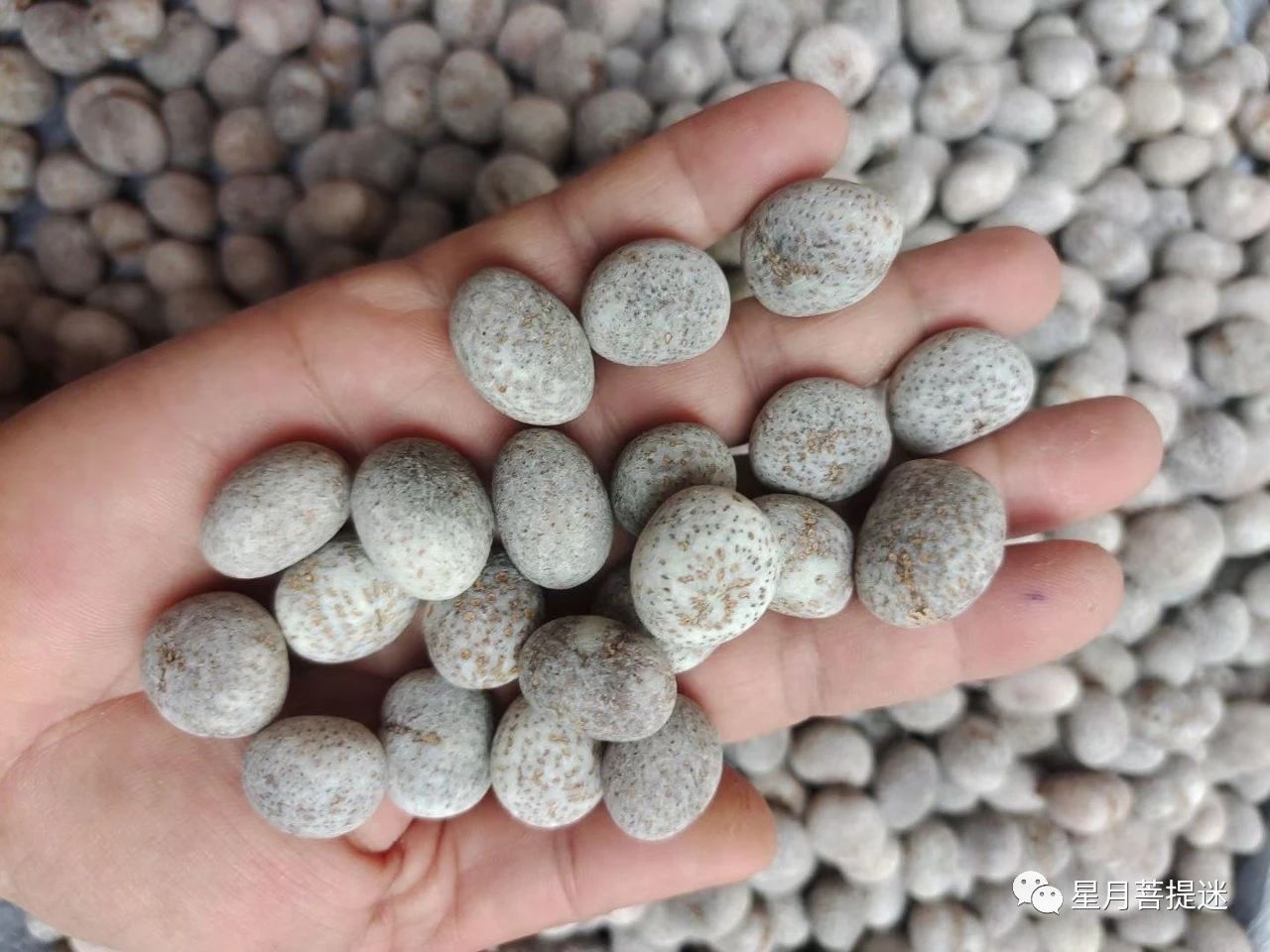 真正的星月菩提,顶级的星月菩提是玉化的吗