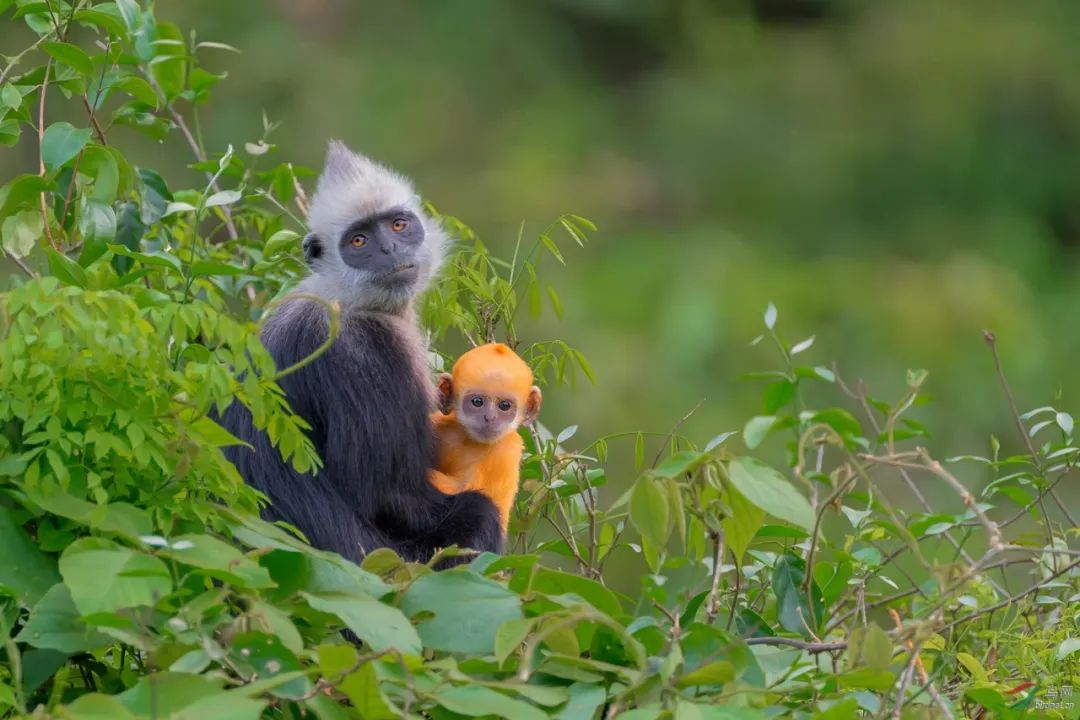 广西壮族自治区地理知识点整理,广西壮族自治区地理特征