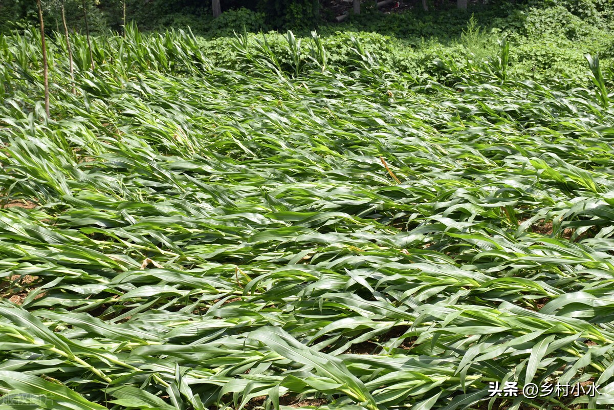 玉米出现紫苗的原因,玉米苗刚出苗发紫色是怎么回事