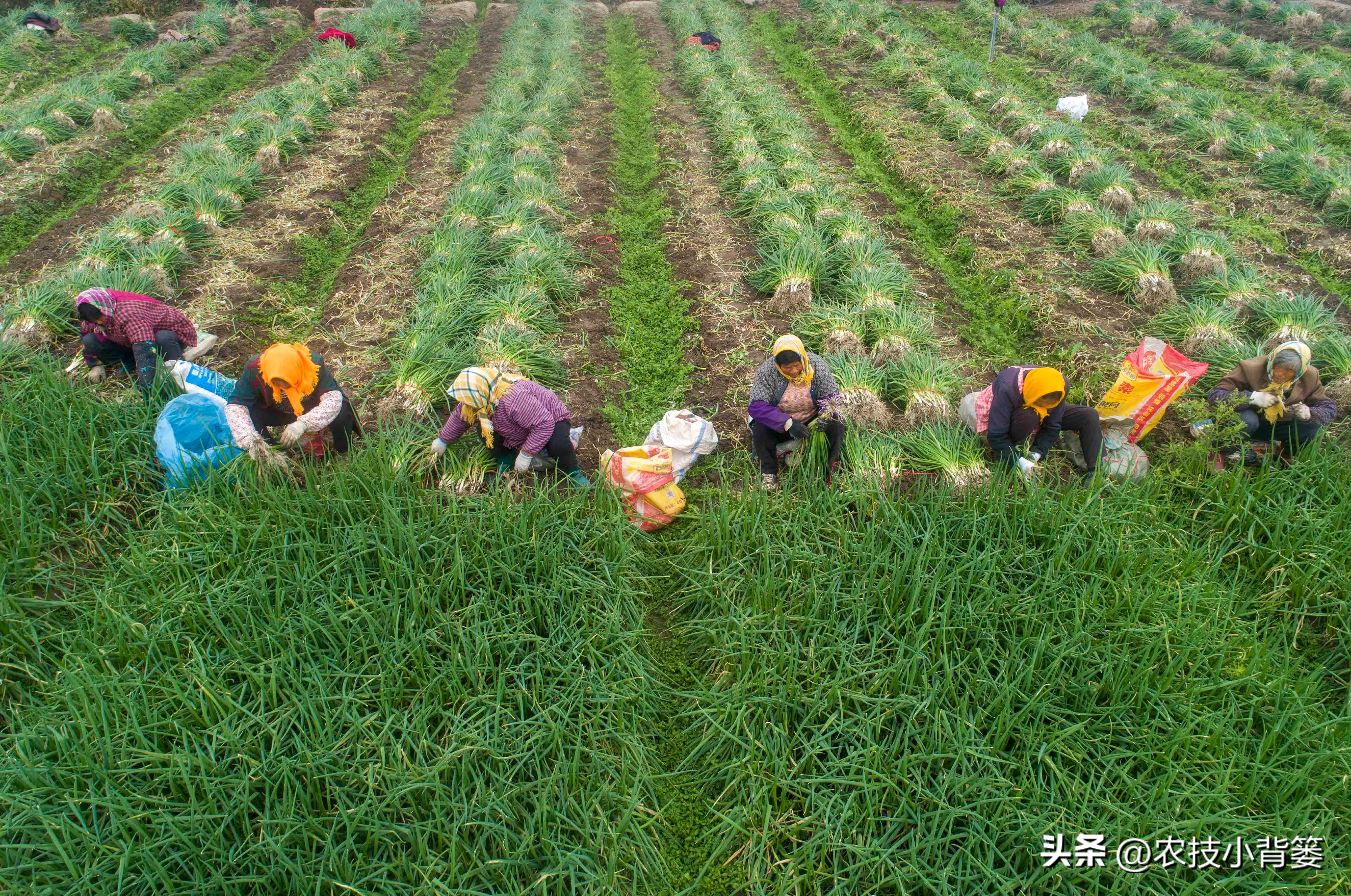 小香葱的种植方法与时间,小香葱播种多久可以采收