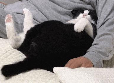 养了一只田园猫应该注意些什么,养田园猫的基础知识