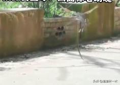 鸟和蛇大战真实视频,鸟和蛇打架谁厉害