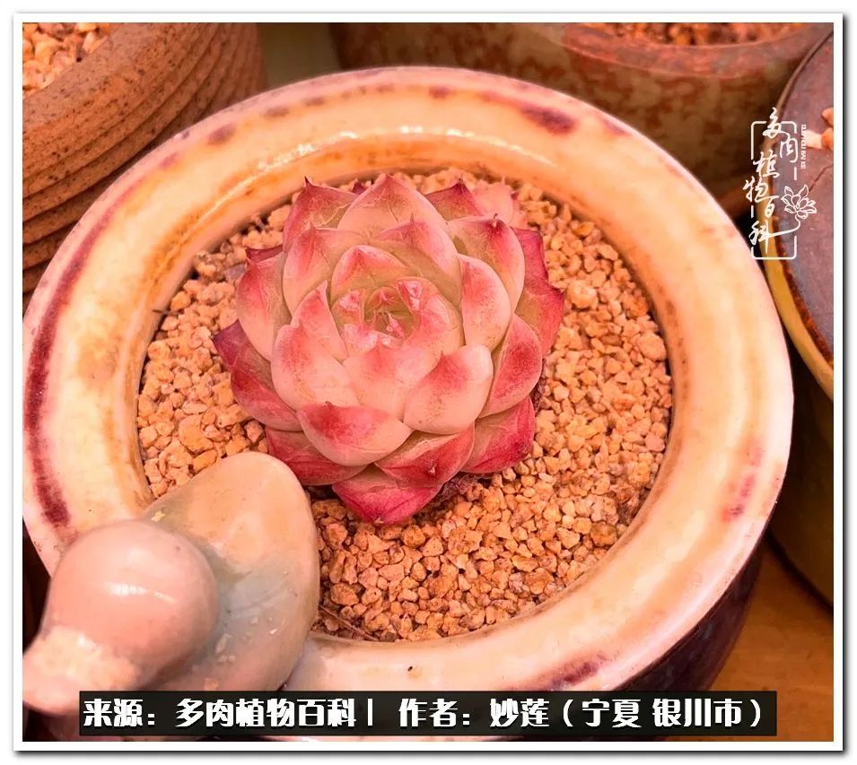 世间繁华三千不如一隅清欢,世间繁华三千不如有一院清欢