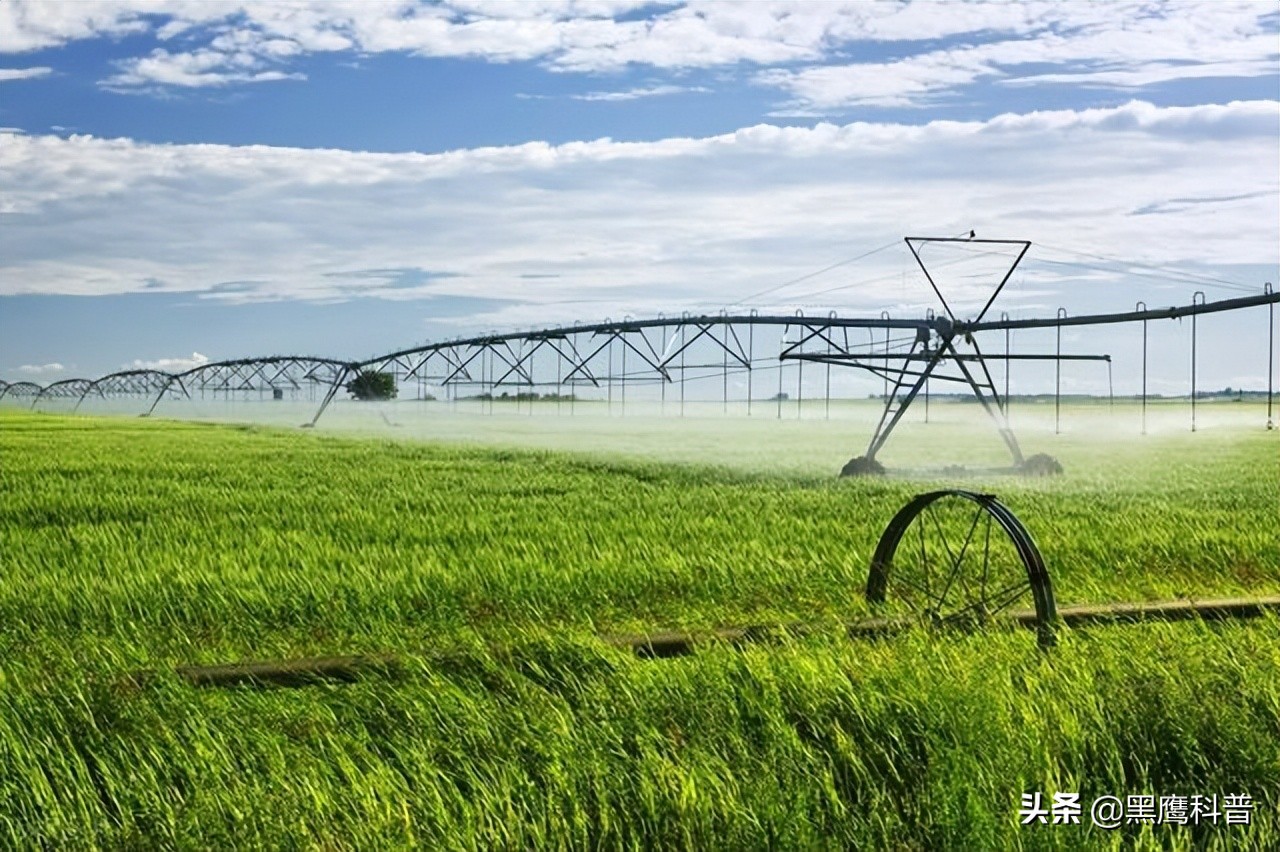 割青麦事件感想,割青麦做青饲料事件