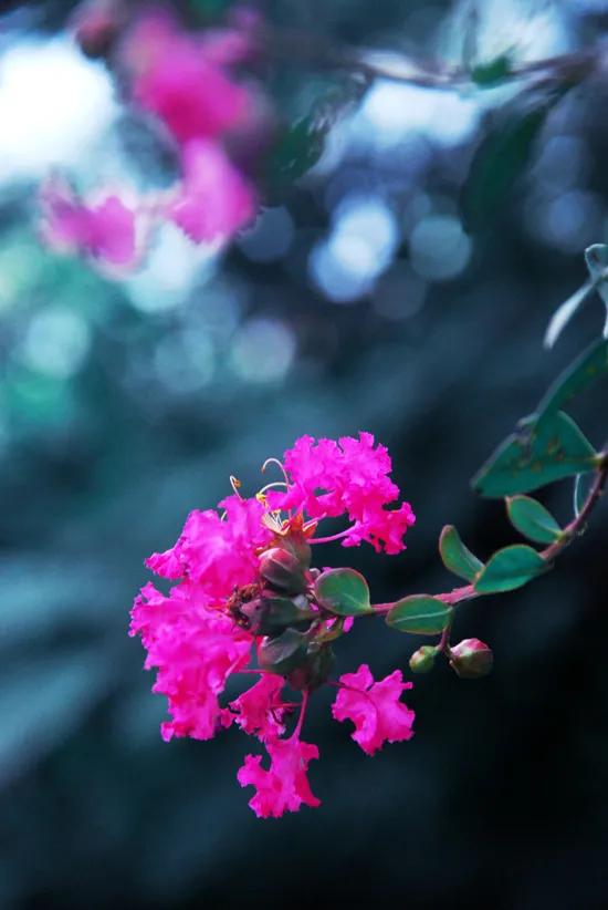 紫薇花壁纸高清全屏,唯美紫壁纸