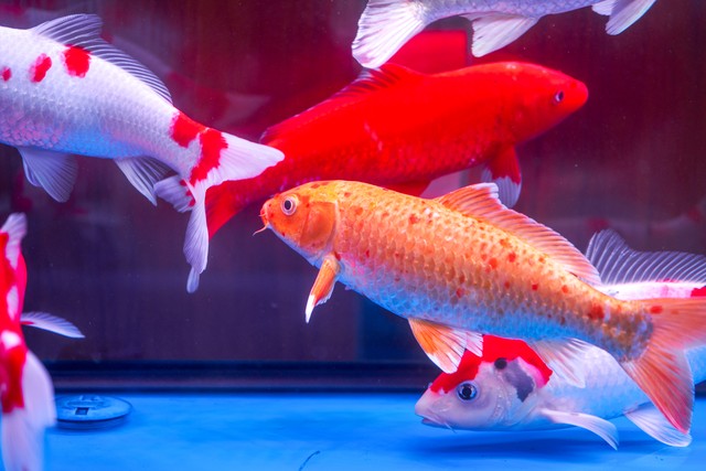 招财辟邪的宠物,十大招财宠物