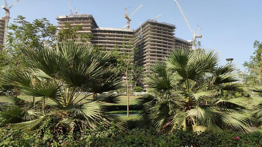 迪拜适合养什么植物,迪拜常见花草