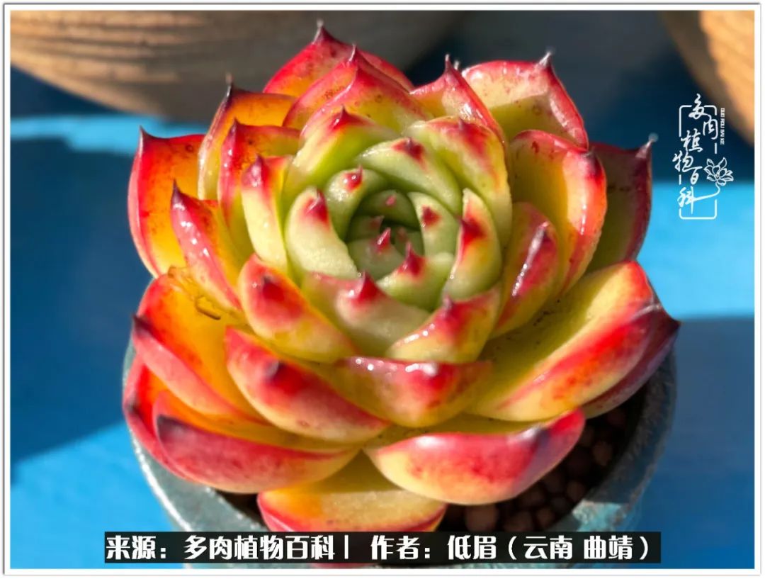 玉露多肉冬季分盆,玉露多肉怎样才能晶莹剔透