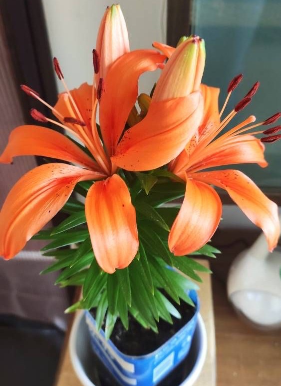 百合花买回来怎么养开花好看,自己养的盆栽百合花心意满满