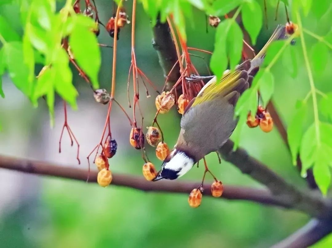 番茄枯萎病无公害防治,彻底消灭枯萎病特效药