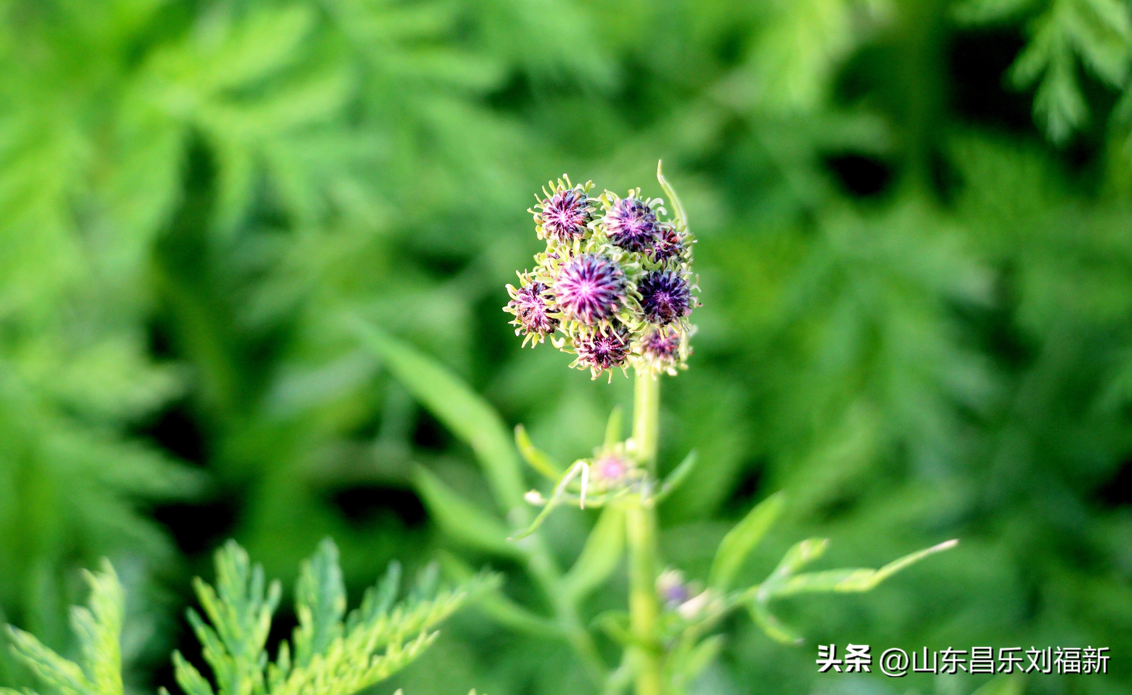 洋槐花·万马奔腾电器·鄌郚医院贴膏药