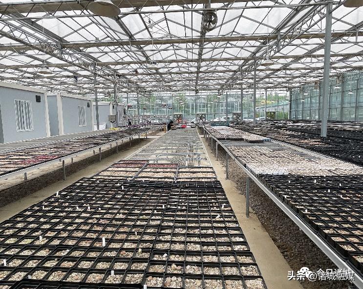 直播卖小多肉,小多肉特价