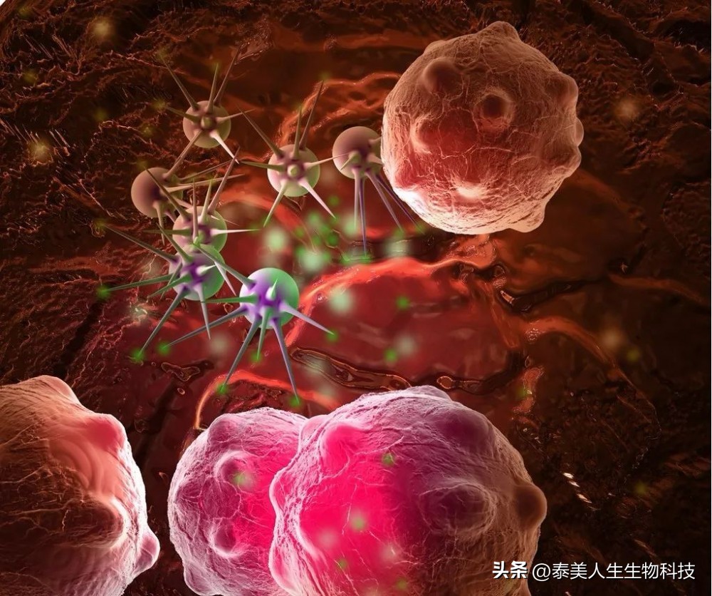 干细胞的最新进展,干细胞多久会停止发展