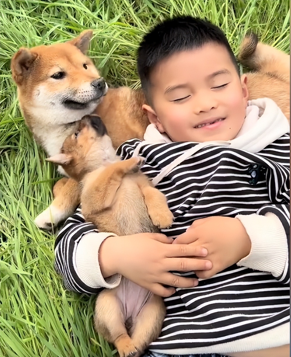 “狗界巅峰”：“把鸭当妈”骑鸭背上，全网最萌小狗吸粉550万