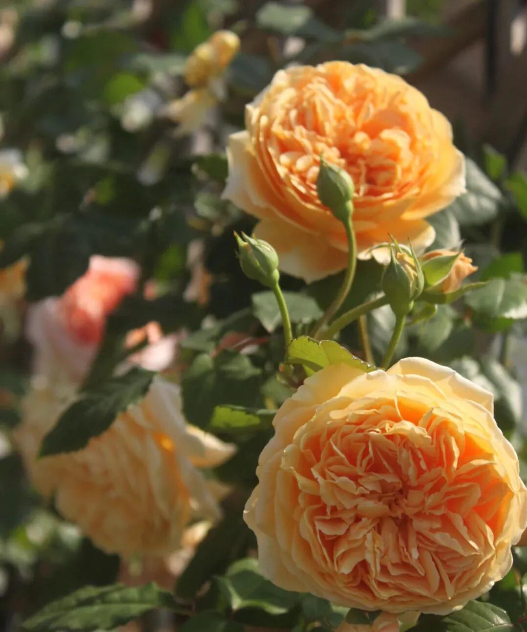 月季美图100张,月季花唯美高清图片大全