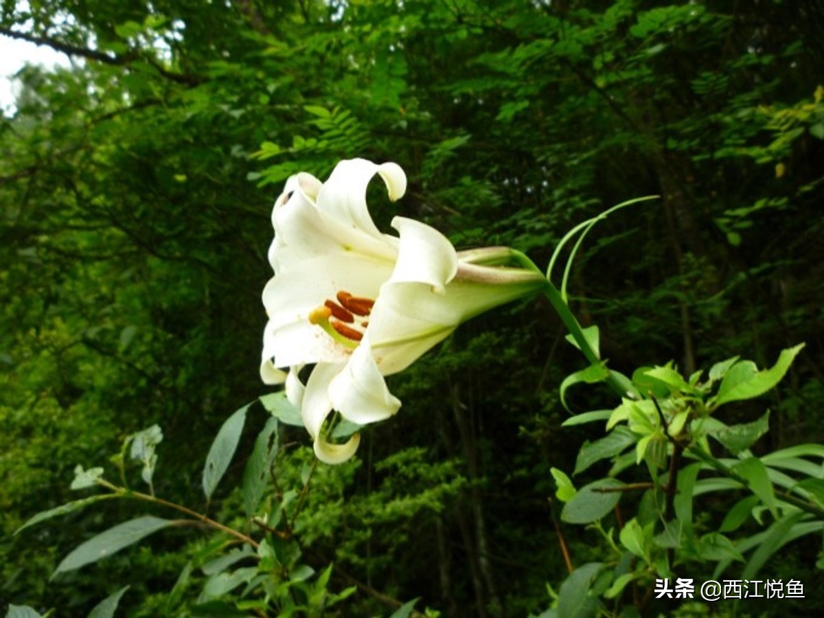 避暑胜地云端,全国四大避暑胜地之一鸡公山