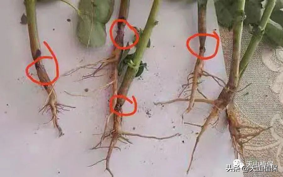 陈忠：棉花田常用几种除草剂的问题