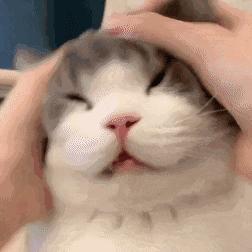 哪种猫咪最粘人最好养,最粘人的猫咪与最不粘人的猫咪