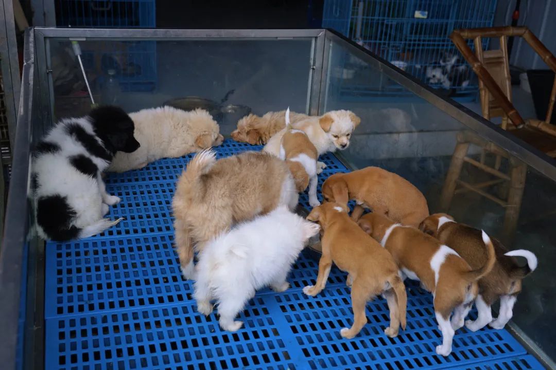 三联鸡鸭市场在哪里,三联市场家禽