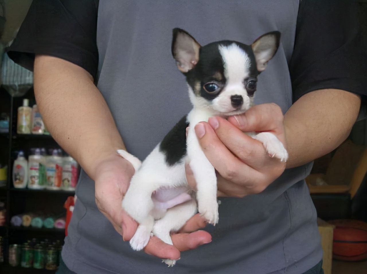 冬季养吉娃娃，这样做相当于给它“折寿”