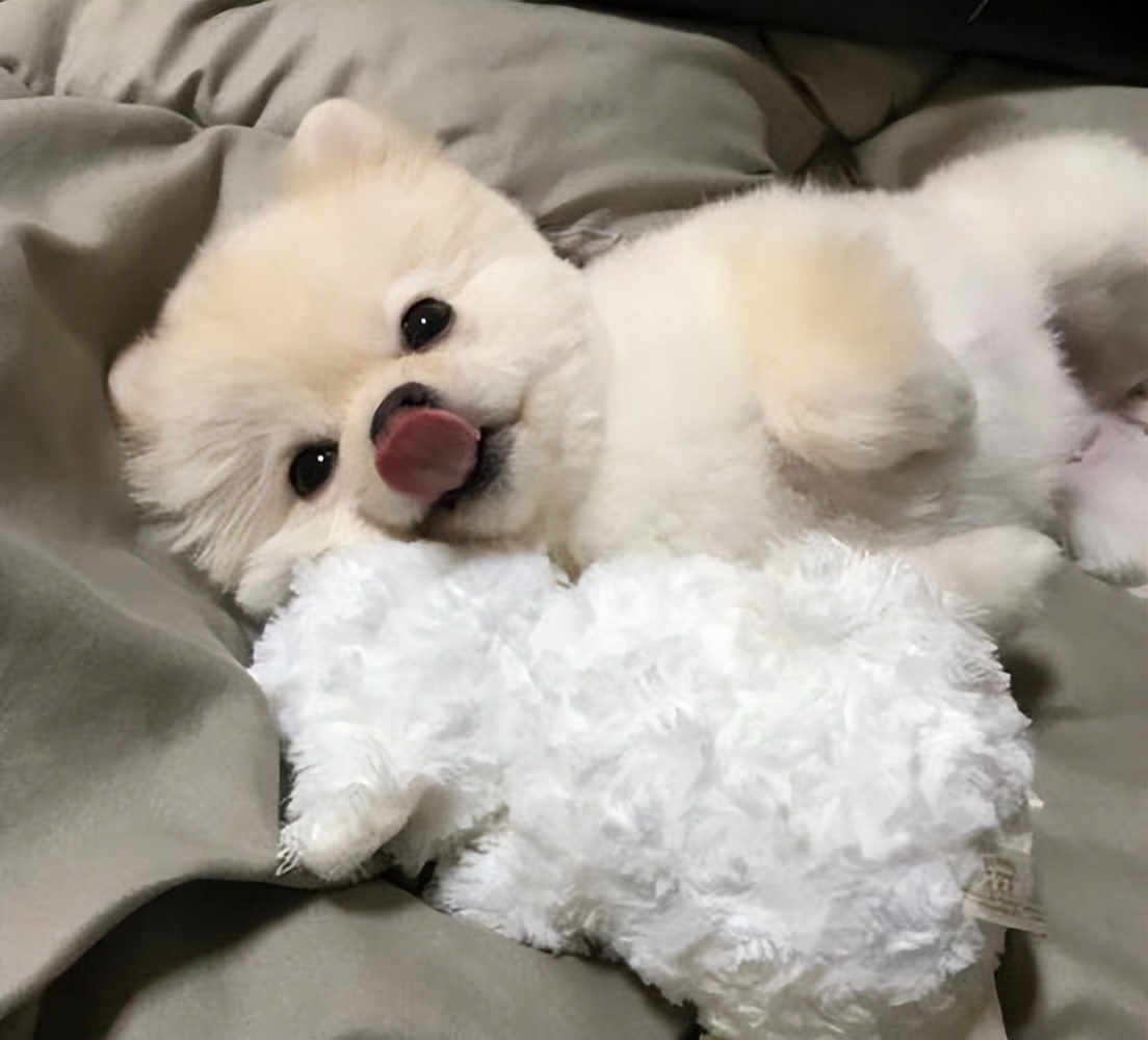 狗与人年龄换算表,拉布拉多狗狗年龄换算表