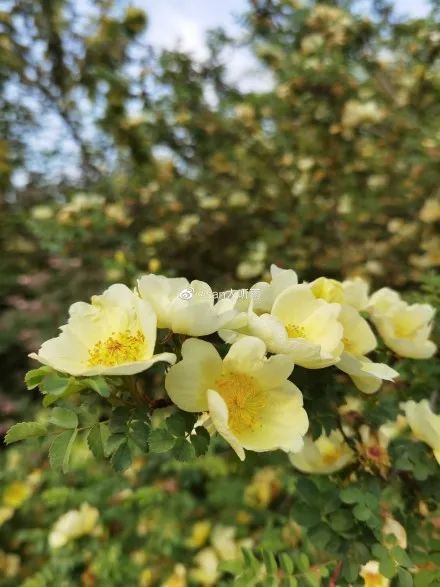 清明北京周边一日游景点推荐,清明节去哪里旅游比较好玩呢北京