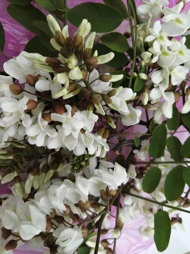 忆老家那棵洋槐树洋槐花盛开阵阵扑鼻香