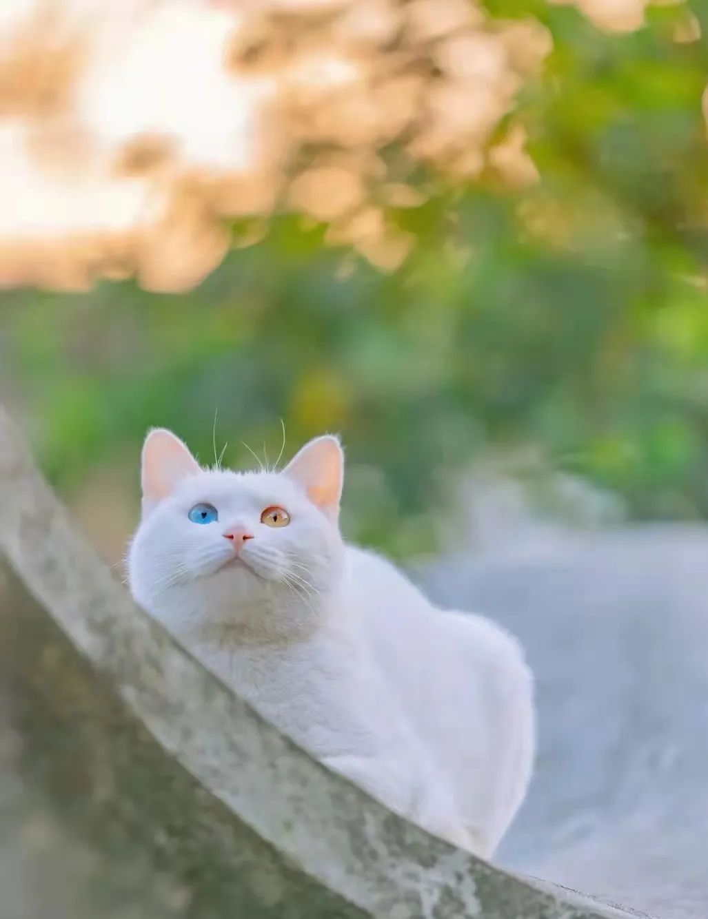 乾隆喜欢山东狮子猫吗,鸳鸯眼狮子猫乾隆