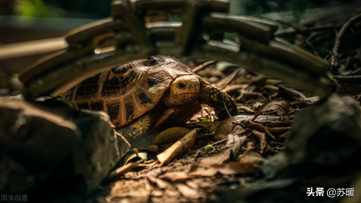 为什么新龟会被原缸的龟咬,龟断尾有什么危害