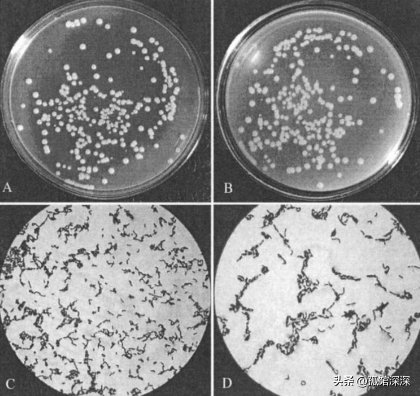 奇异性变形杆菌,奇异变形杆菌内源性感染