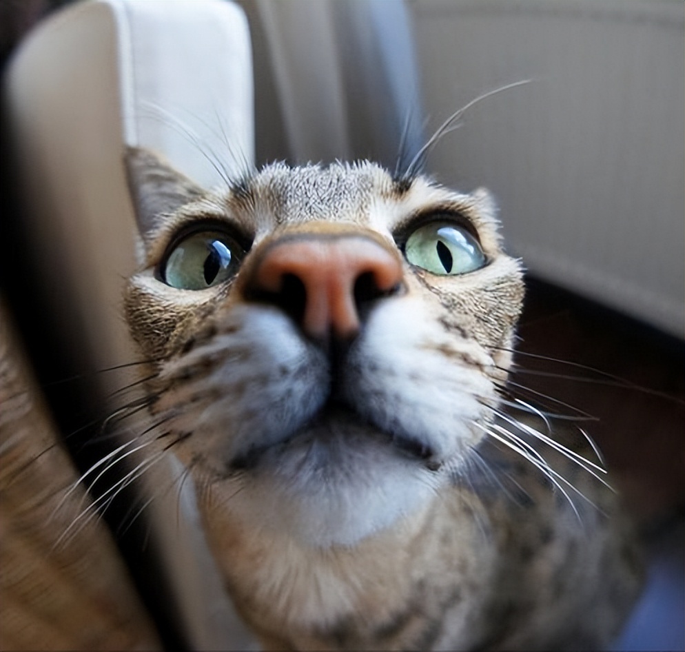 给猫咪洗澡有哪些注意事项,给猫咪洗澡的七个注意与十个步骤