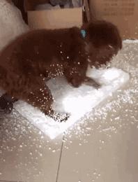 泰迪全身疼痛,泰迪生产时痛苦的叫唤