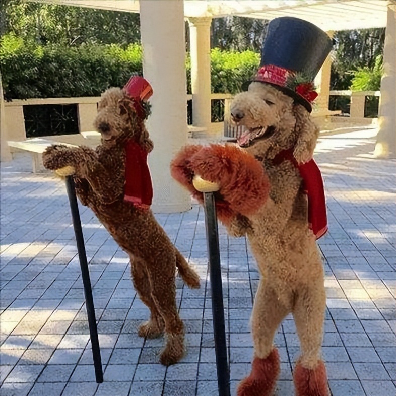 养一只巨型贵宾犬的缺点,巨型贵宾犬优点和缺点