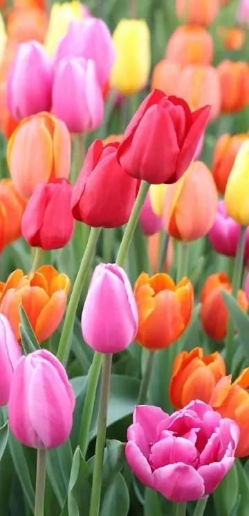 一花一世界一念一佳人的图片,一花一世界一叶一春秋图片