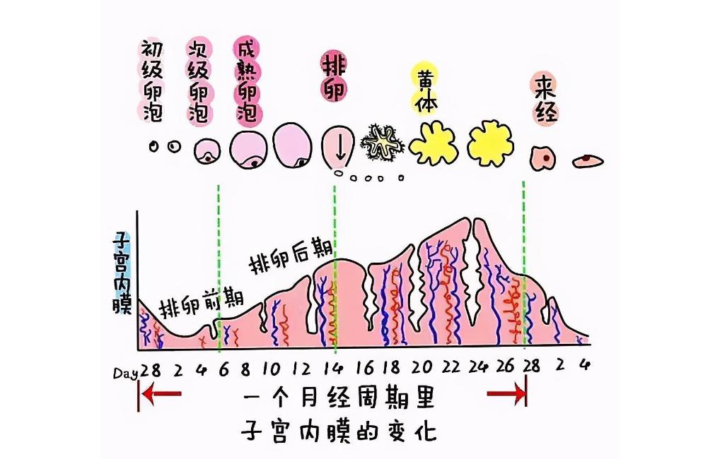 月经来潮多少天干净,月经为什么5天干净
