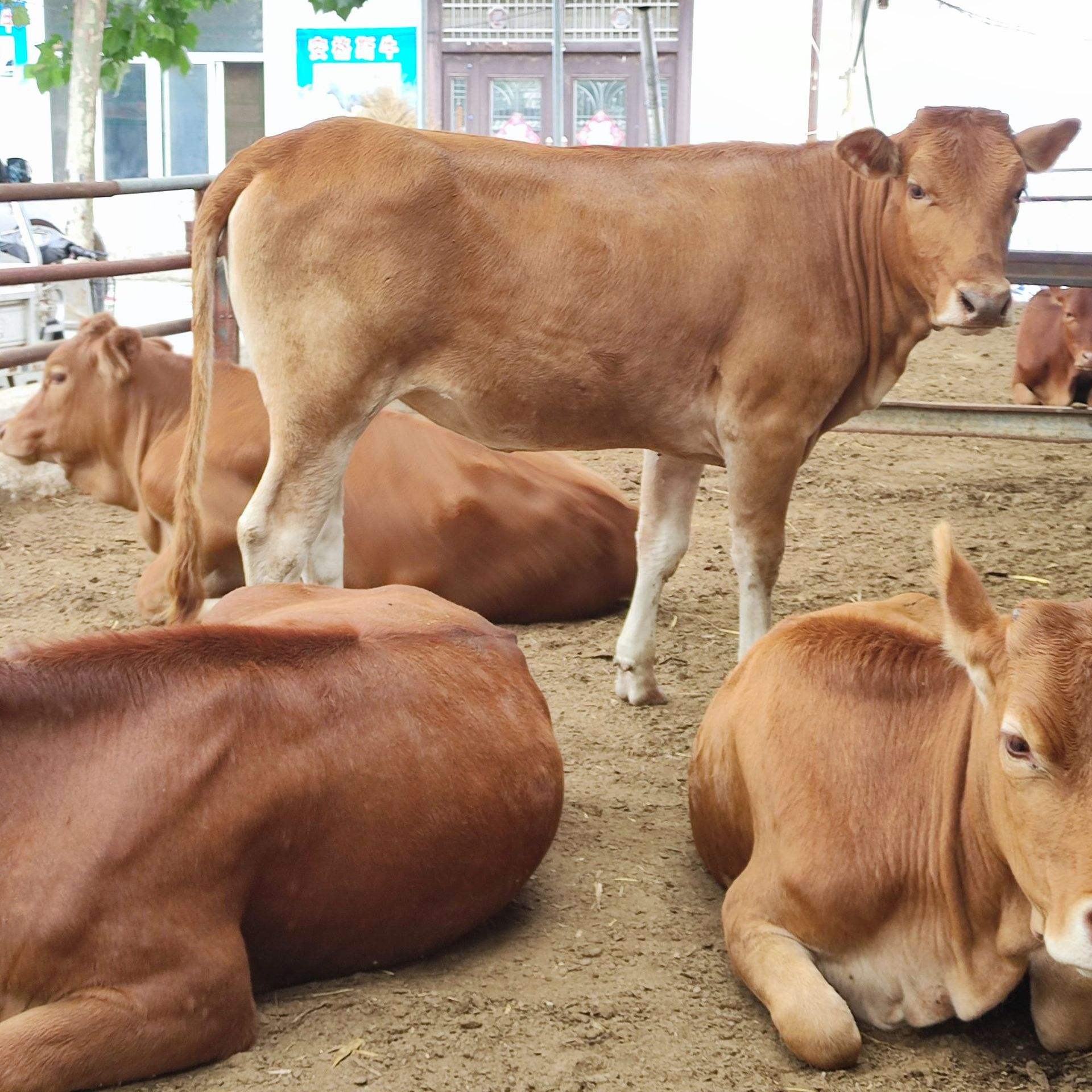牛养殖现在牛价降价了吗,养殖牛价格行情走势分析