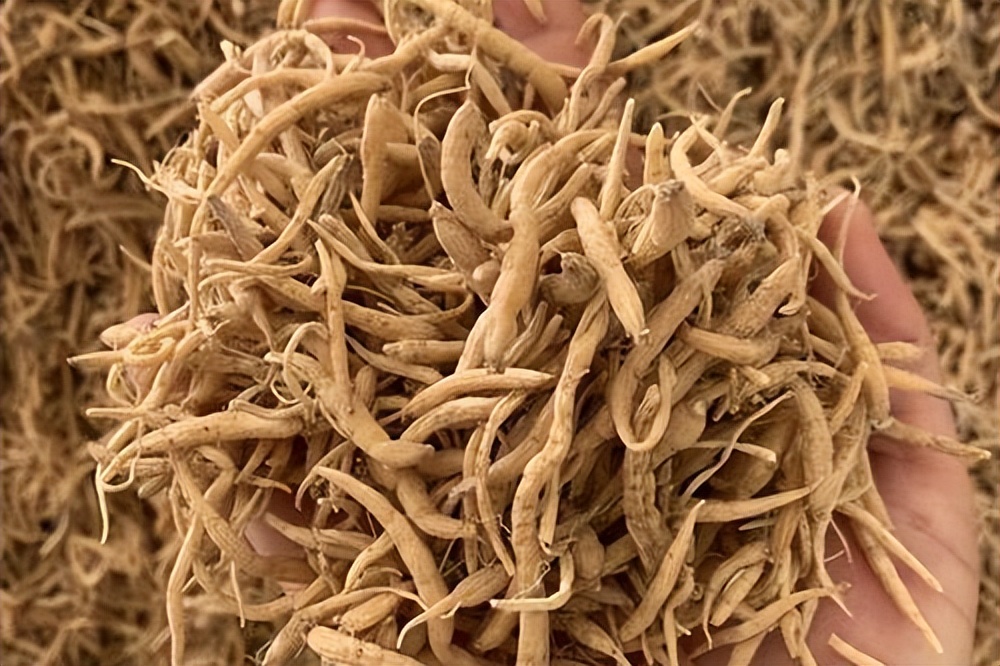 挖参人深山挖到百年孩儿参,韩国采参人挖到野生百年孩儿参