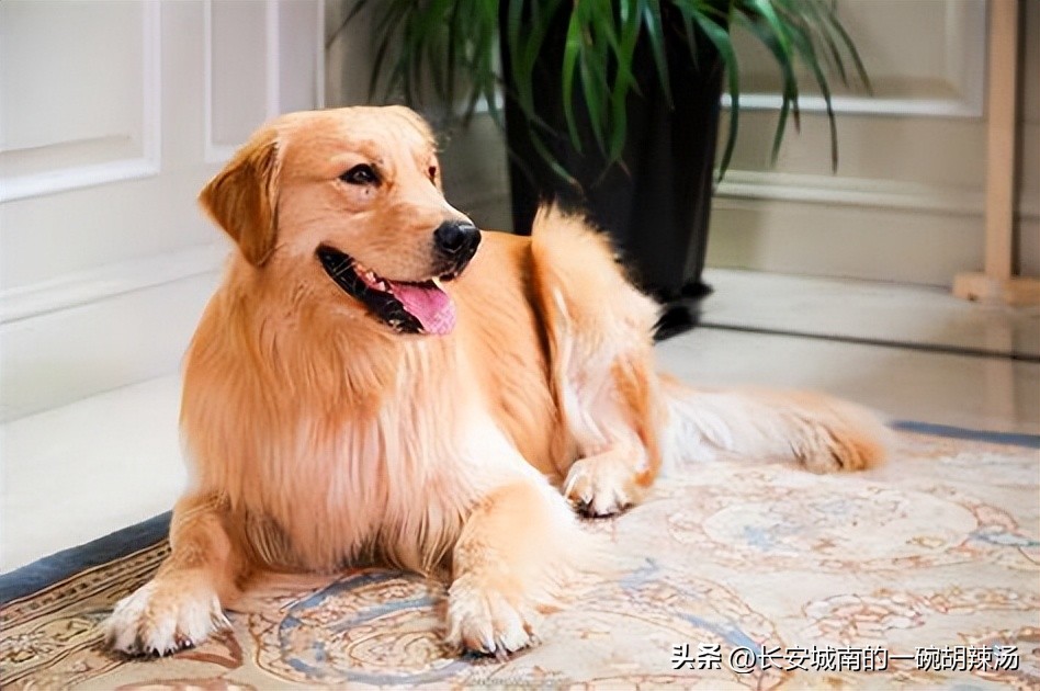 世界名犬排名前100图巴哥犬,世界名犬约克夏价格