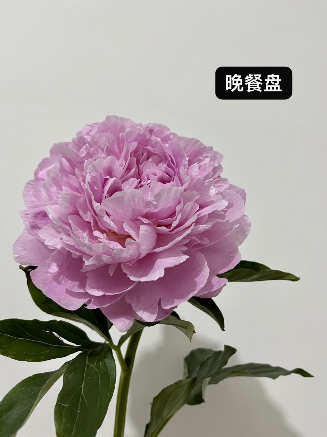 切花芍药每亩种植多少株,种植切花芍药每亩能挣多少钱