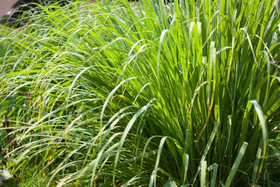 毕业季留下青春的足迹,毕业季开启一段最美青春回忆