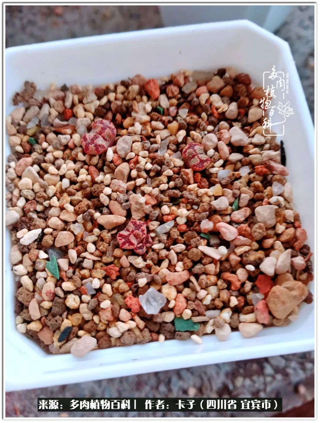 送我一轮明月文案,送我一轮明月