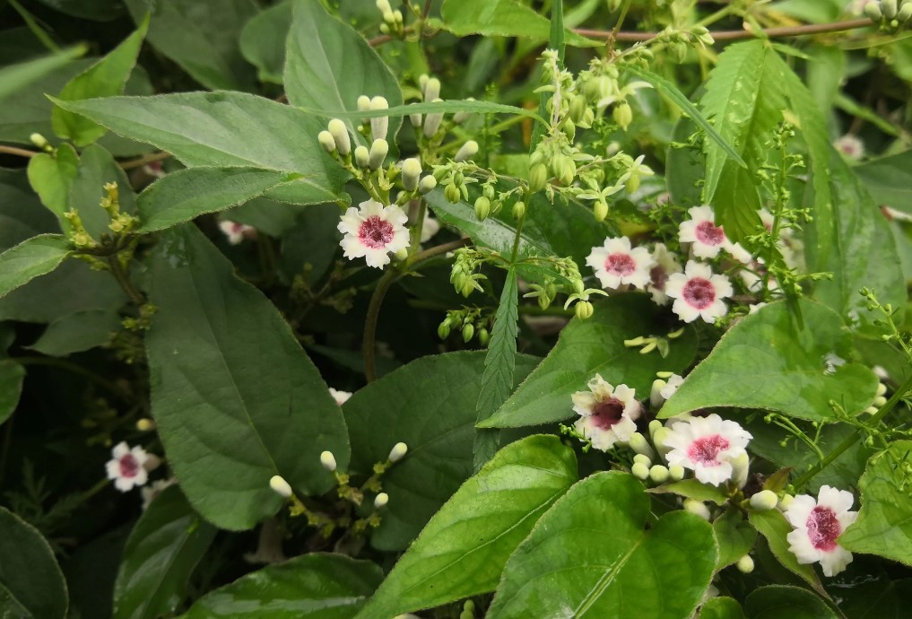 广东人最爱的10道菜,广东必吃的三道菜