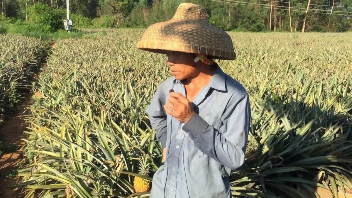 台湾水果滞销积压视频,台湾水果滞销东南亚