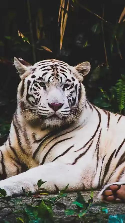 戏说老虎图文杂汇