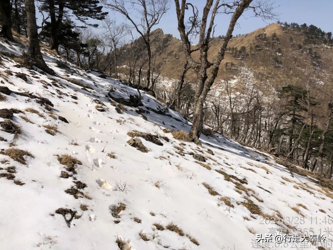 首阳山穿越大坪梁景色怎么样,大坪梁穿越到首阳山攻略