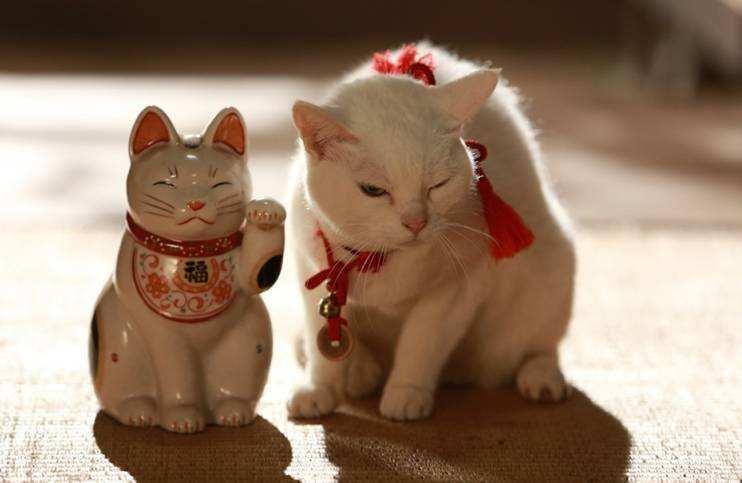 假如猫咪有聪明的大脑,猫咪有小猫的时候有什么特征