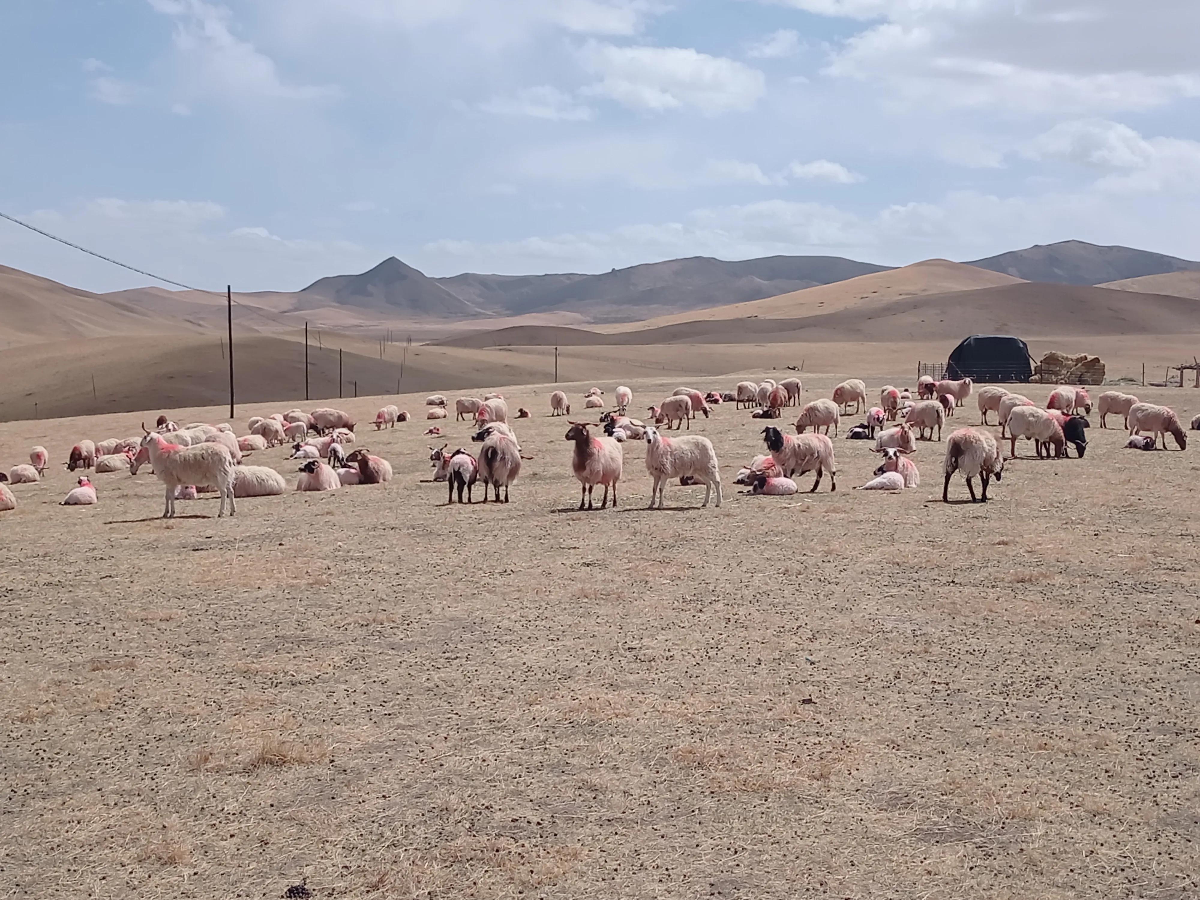 养羊人都要做的事情,养羊人想赚钱必须了解的四点