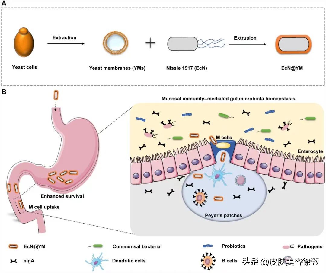 关于益生菌的负面报道,被炮轰的益生菌是不是智商税